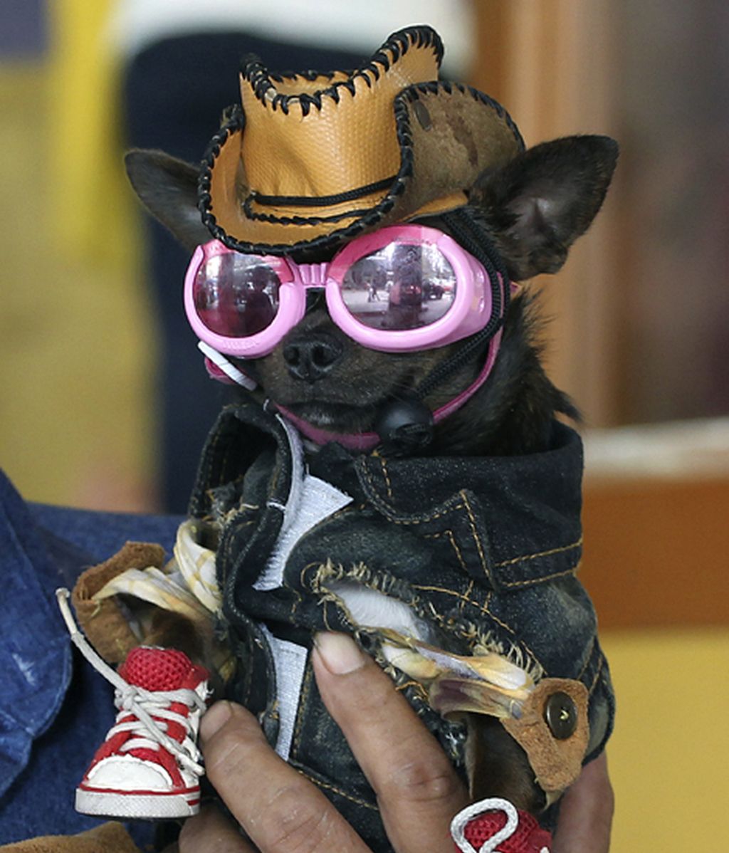 Originales disfraces para las mascotas