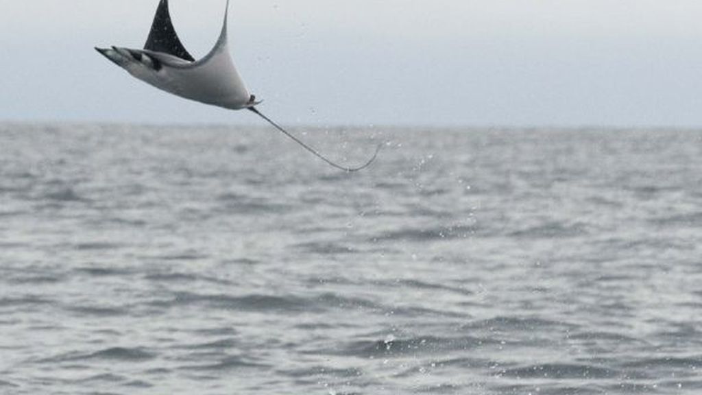 ¿Es un ave o un pez?