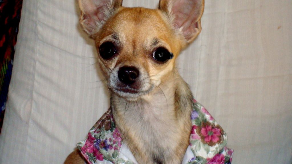 Concursantas Efecto ¡GUAU!... de mascotas