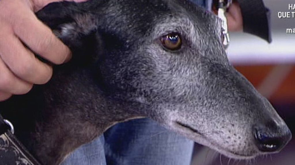 Sálvame denuncia el maltrato a los animales