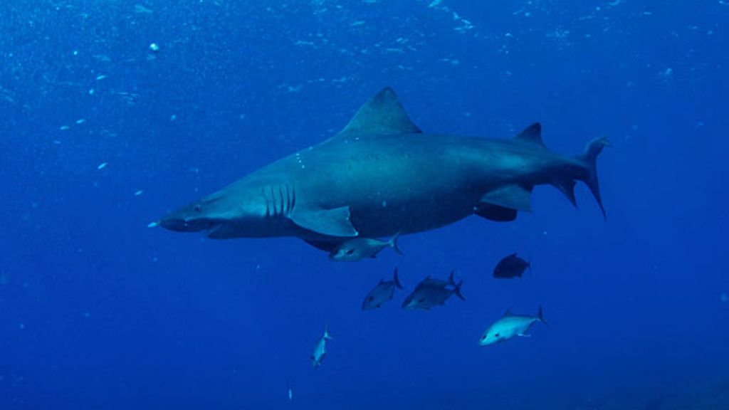 Fotografía submarina en El Hierro