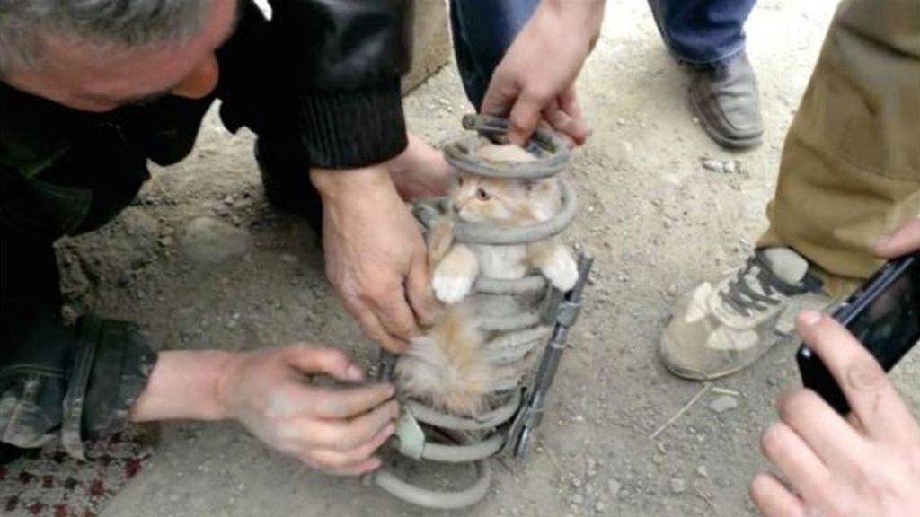 Conduce 80 kilómetros con un gato atrapado en los amortiguadores