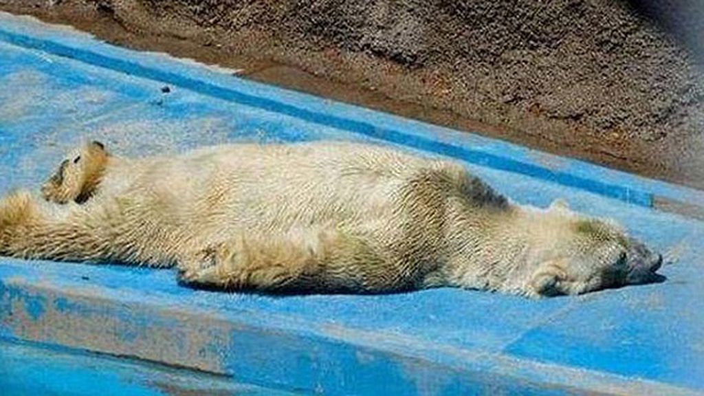 Un oso polar en Argentina se convierte en el animal más triste del mundo