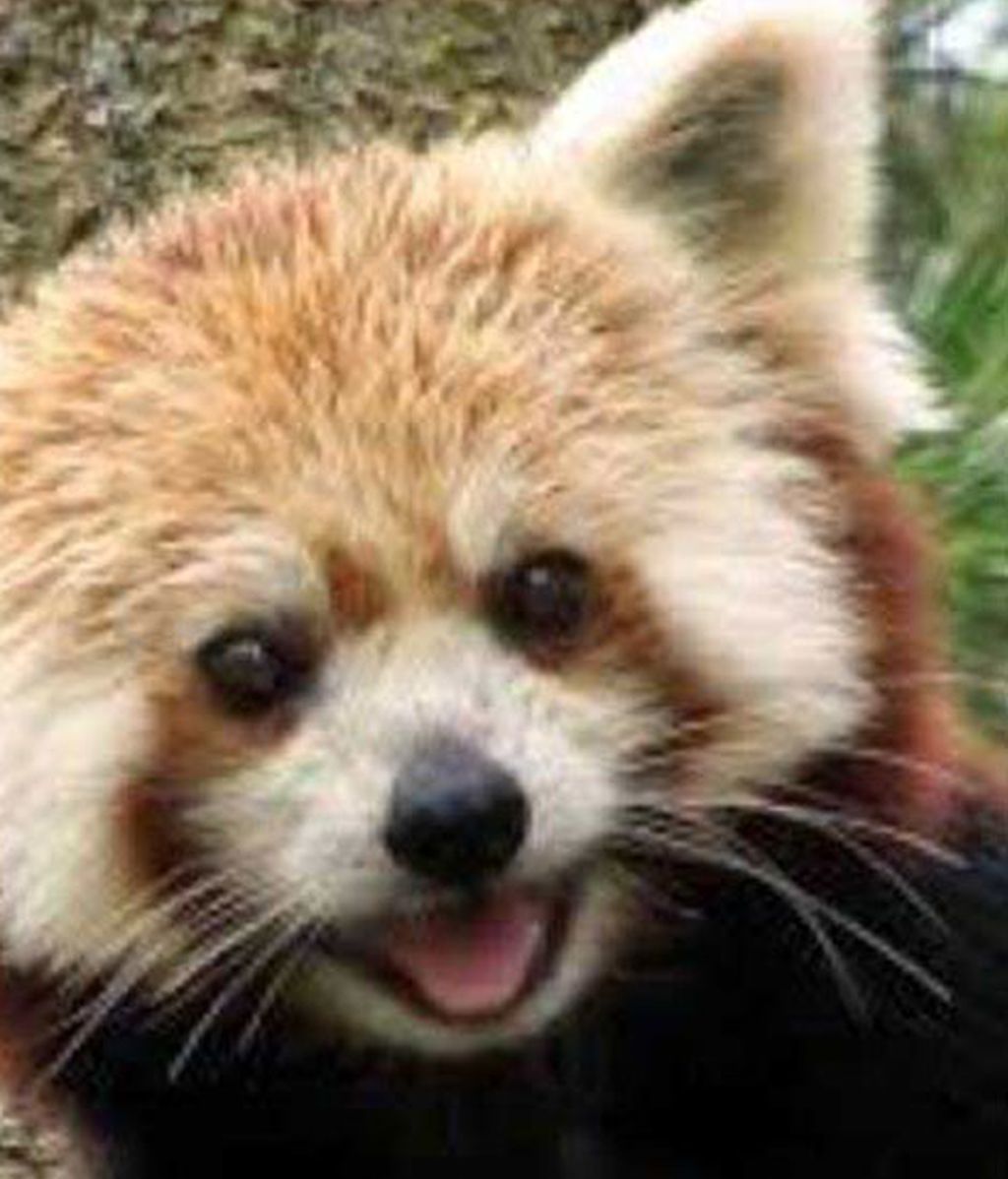 ¿Quién dice que los animales no sonríen?