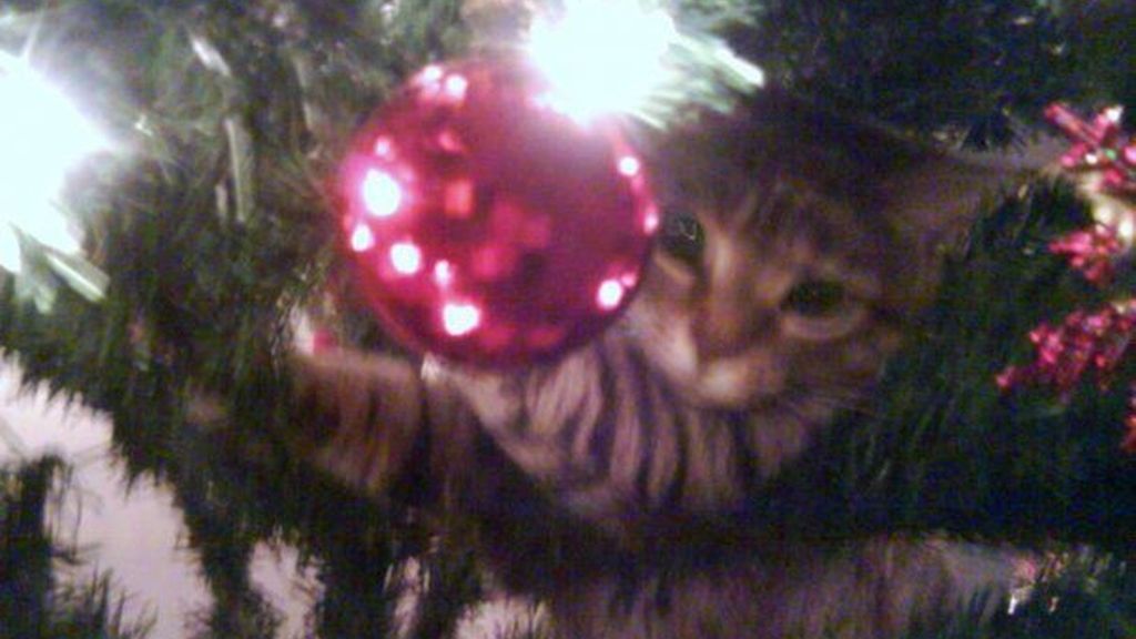 Los gatos más navideños se esconden entre abetos