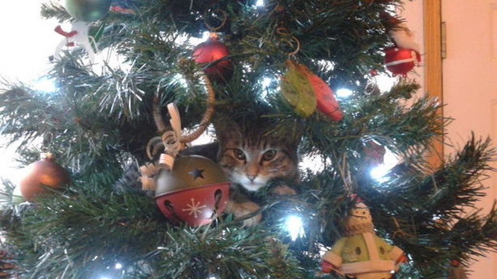 Los gatos más navideños se esconden entre abetos