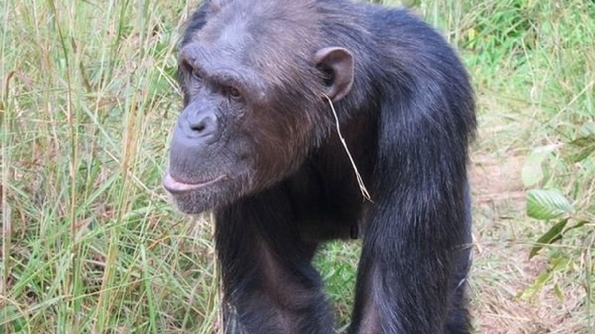 Julie, la chimpancé que ha creado la moda de ponerse una brizna de hierba en la oreja