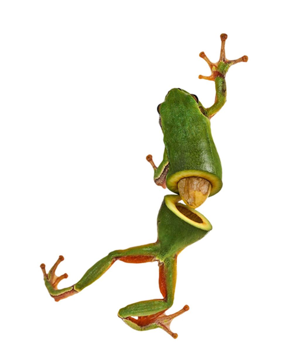 Animales convertidos en frutas y verduras