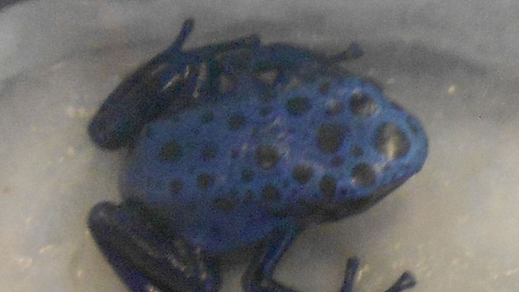 Mascotas de lo más originales