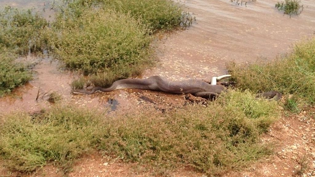 Una serpiente se traga un cocodrilo