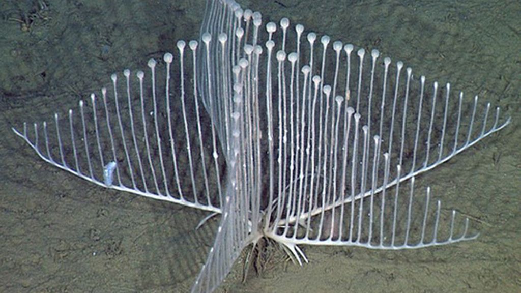 La esponja carnívora