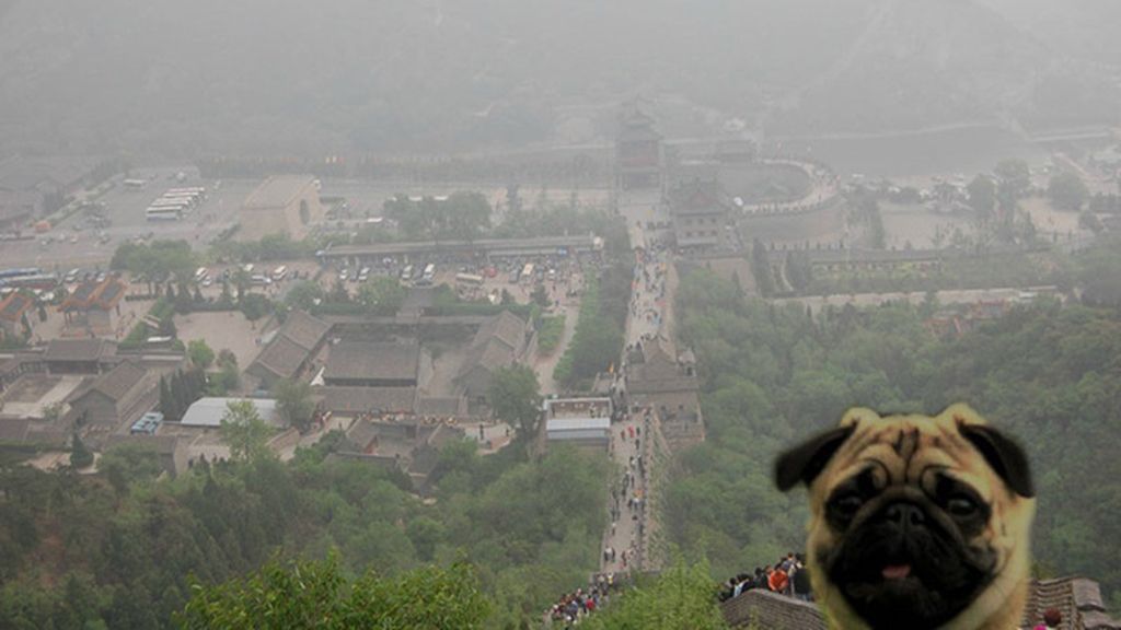 Una foto normal se convierte en una imagen increíble gracias a un ‘intruso’