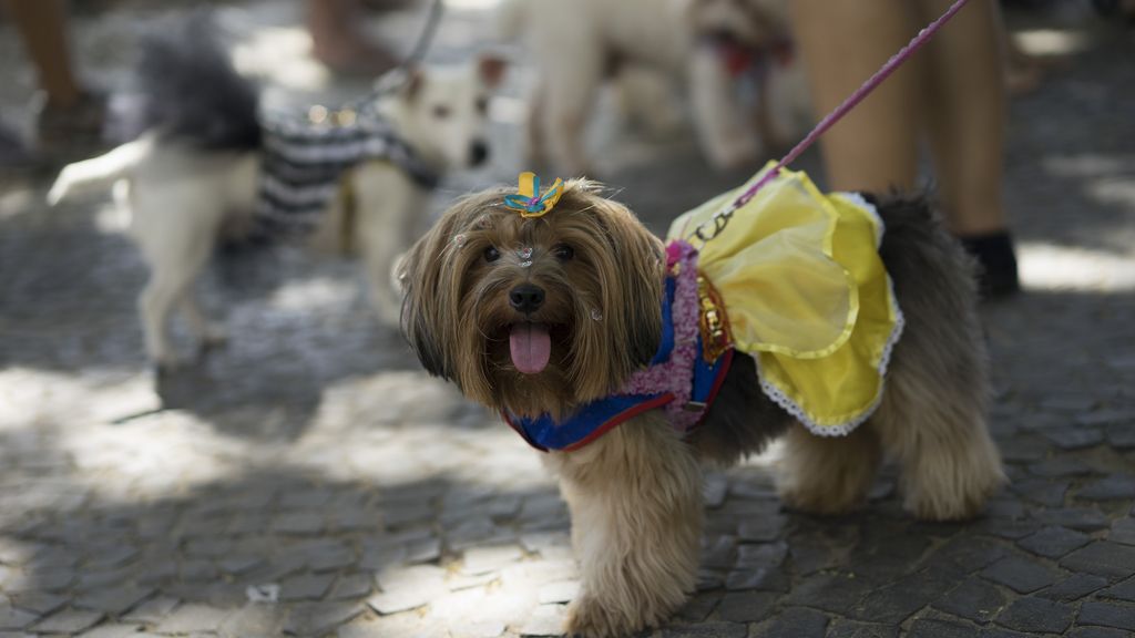 Los perros también son protagonistas en el Carnaval de Río