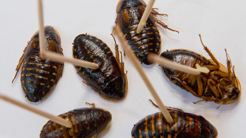 Los más arriesgados pueden degustar numerosos platos