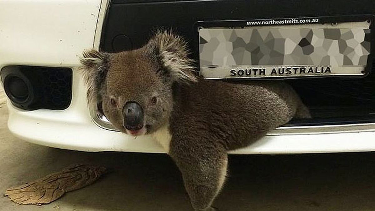 Un koala sobrevive al impacto de un coche a 100 kilómetros por hora