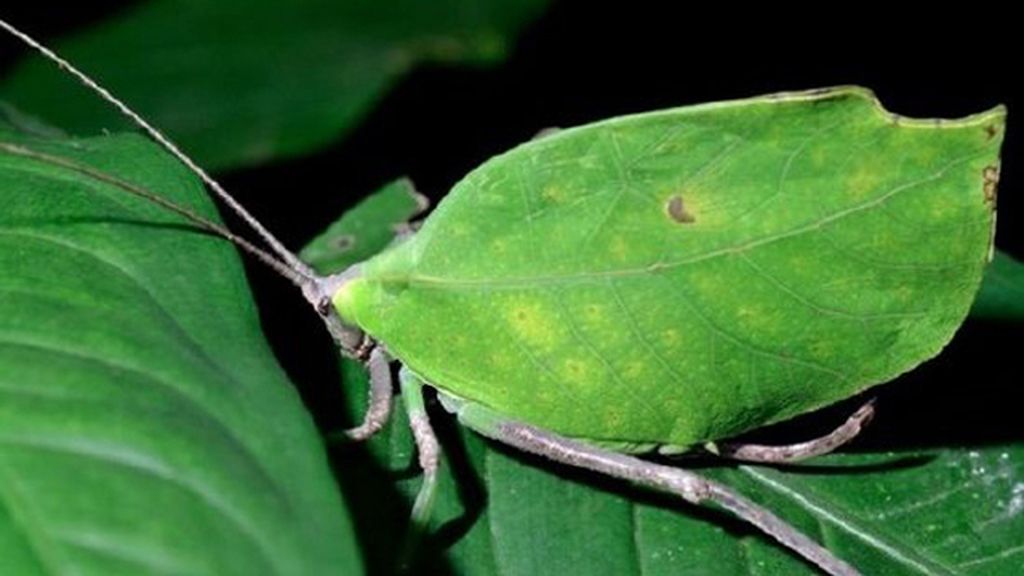 Animales que se esconden