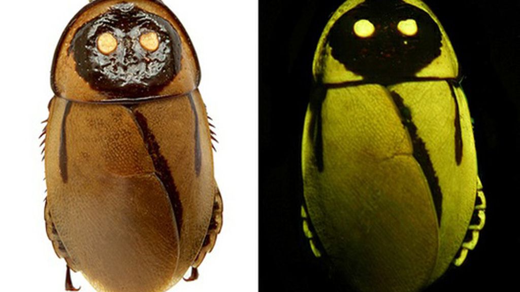 La cucaracha 'luciérnaga'