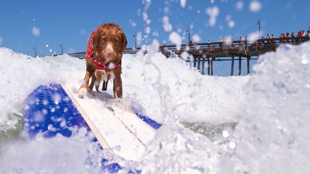 Mascotas que cambian su collar por una tabla de surf