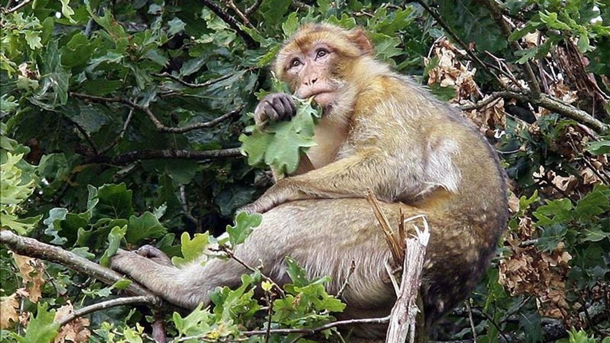 Imagen del "macaco de berbería", más conocido en España como "mono de Gibraltar", en "el Valle de los Simios" de Poitiers (Francia), en un parque temático donde se han reintroducido una treintena de grupos de primates, entre los que hay macacos de berbería que se alimentan de los brotes de roble que crecen de forma natural. EFE