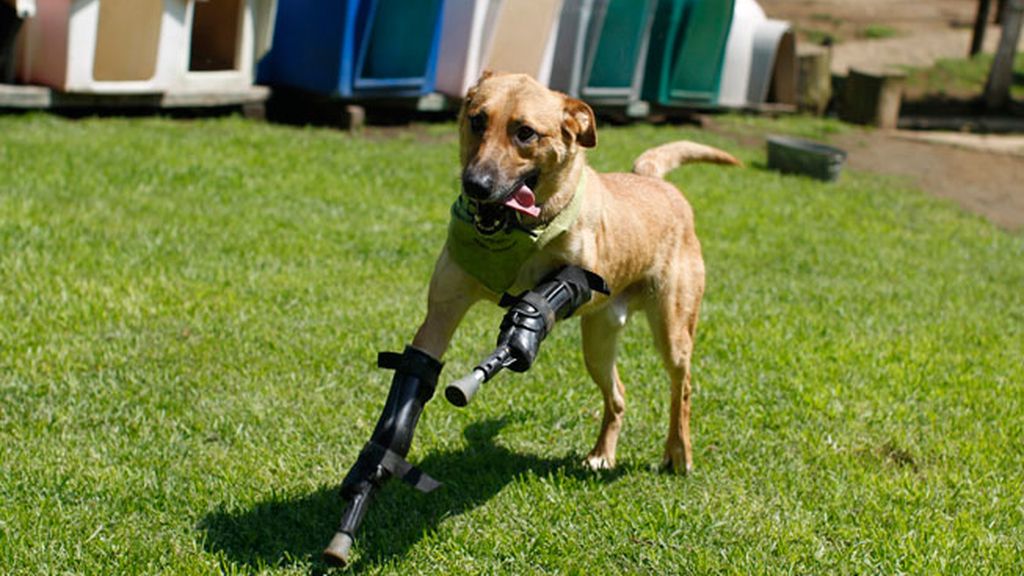 Animales salvados por la ciencia