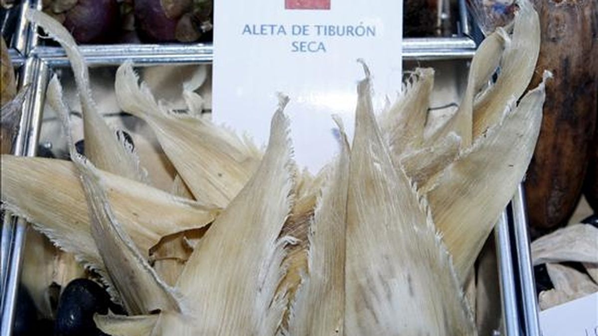 Imagen de aleta de tiburón seca, una de las rarezas que se pueden encontraron el pasado año en Madrid Fusión. EFE/Archivo