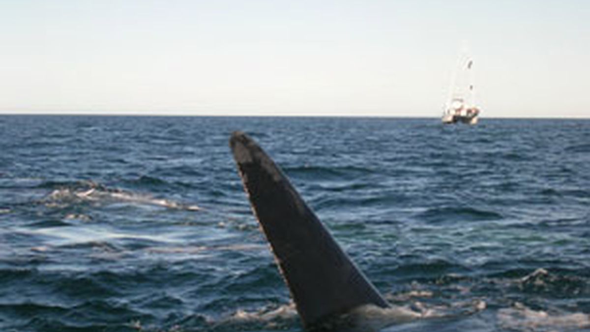 Imagen de la llegada de una ballena a la Panínsula de Valdés.