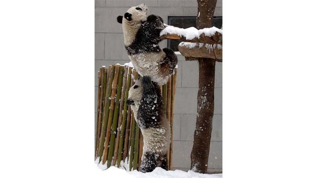 El sorprendente mundo animal