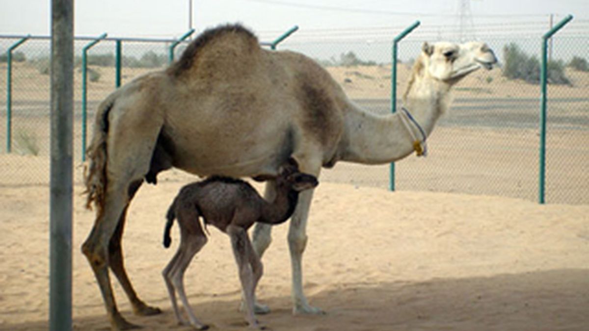El camello pasa al menú. Foto: Archivo.