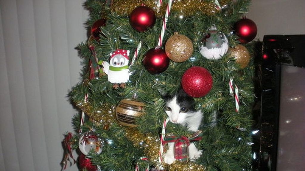 Los gatos más navideños se esconden entre abetos