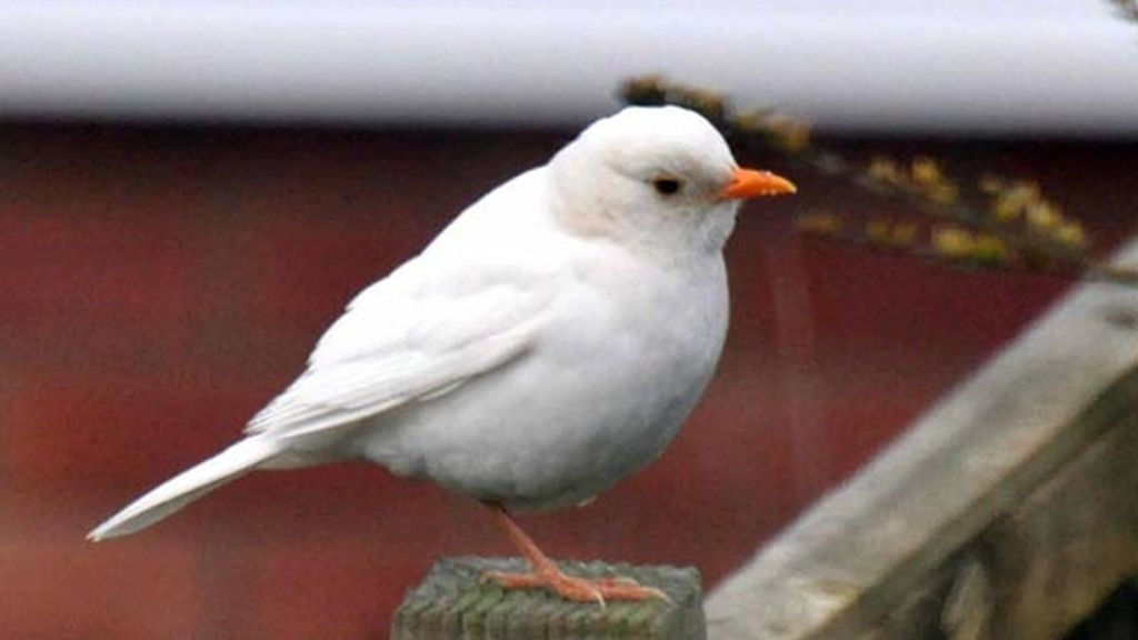 Rarezas de la naturaleza