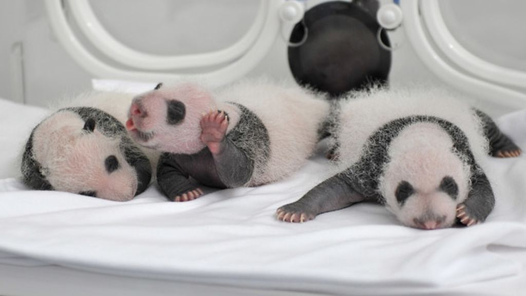 El primer mes de los trillizos de panda
