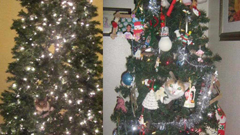 Los gatos más navideños se esconden entre abetos