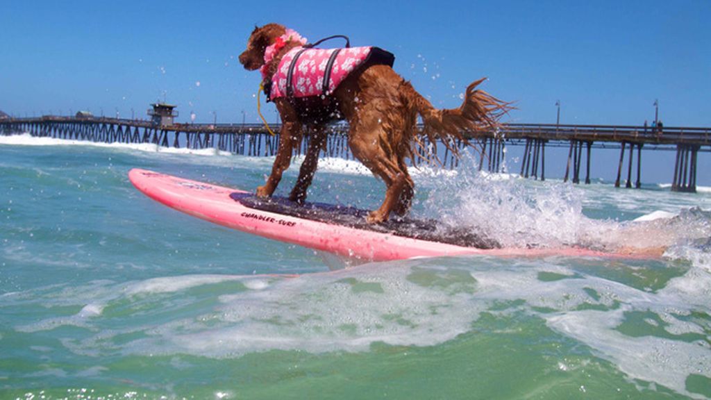 Mascotas que cambian su collar por una tabla de surf