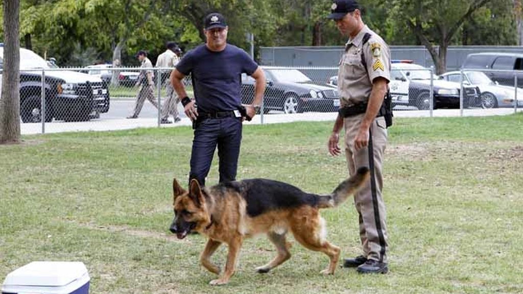 Un perro policía y el hijo de Russell, claves en los dos nuevos casos de 'C.S.I.'