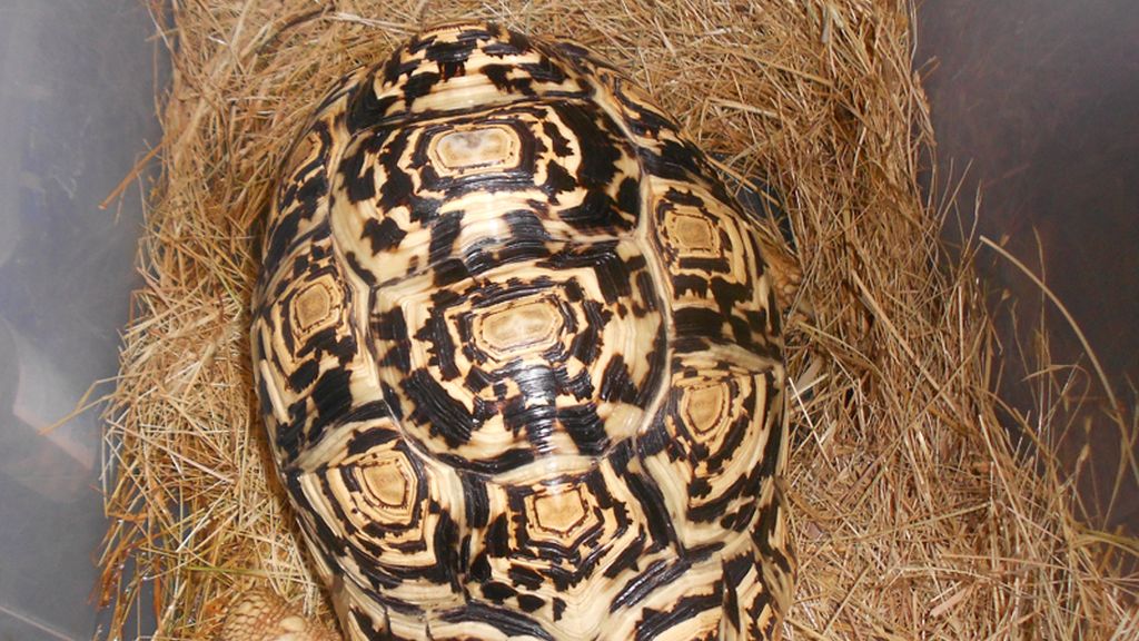 Mascotas de lo más originales