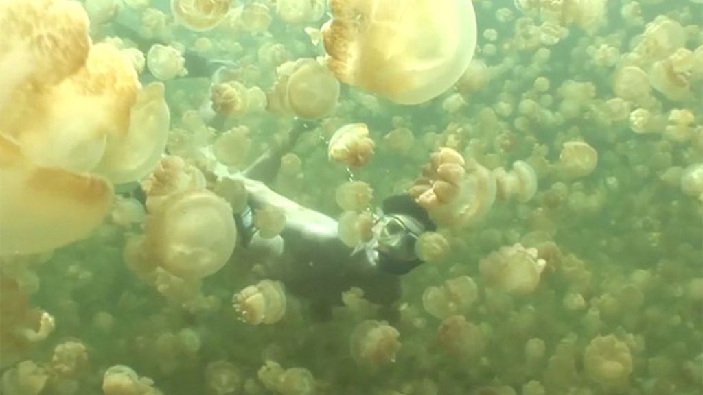 Nadando entre medusas