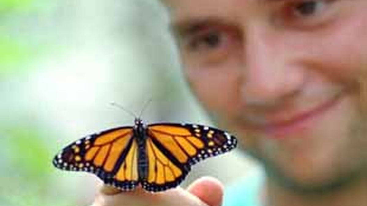 Muchas mariposas podrían estar en peligro de extinción. Foto: AP