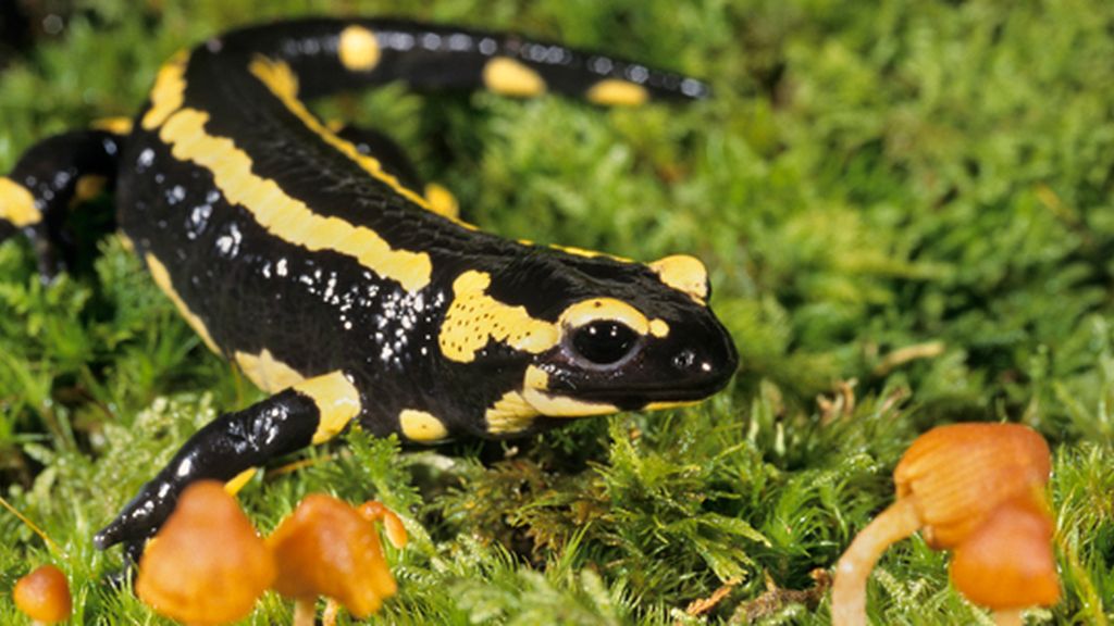 salamandra