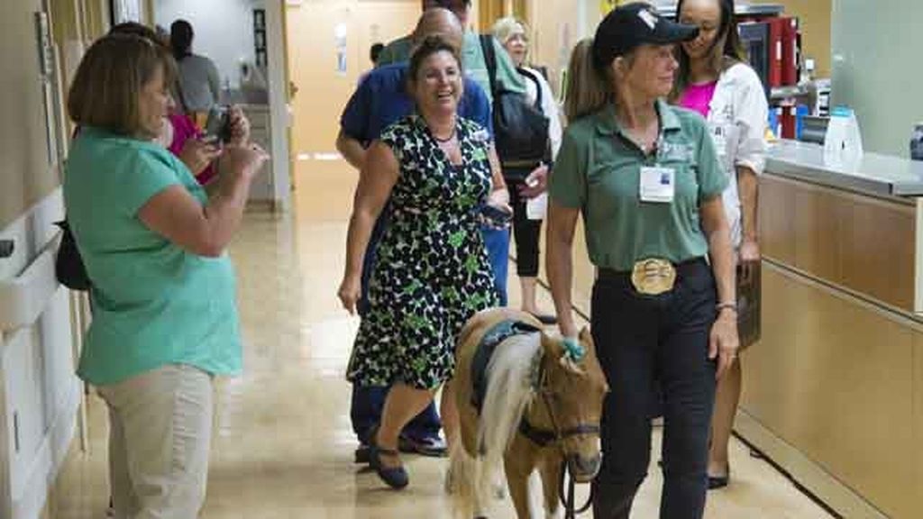 Un pony reconforta a los pacientes de un hospital