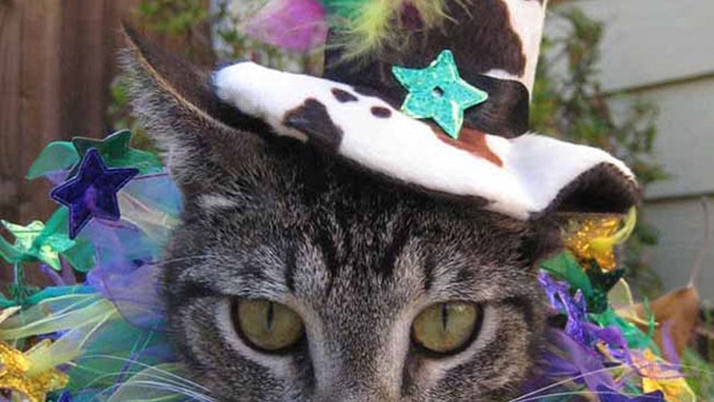 El último maullido en moda felina: Sombreros para gatos