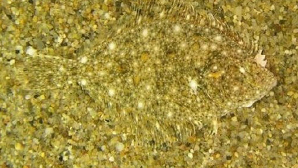 Animales que se esconden