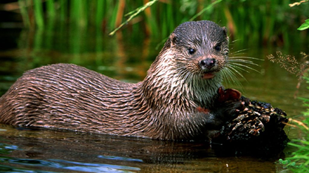 nutria