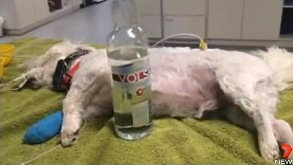 El vodka salva la vida a un perro