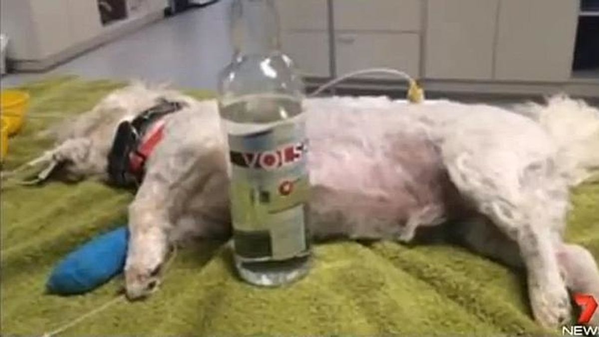 El vodka salva la vida a un perro