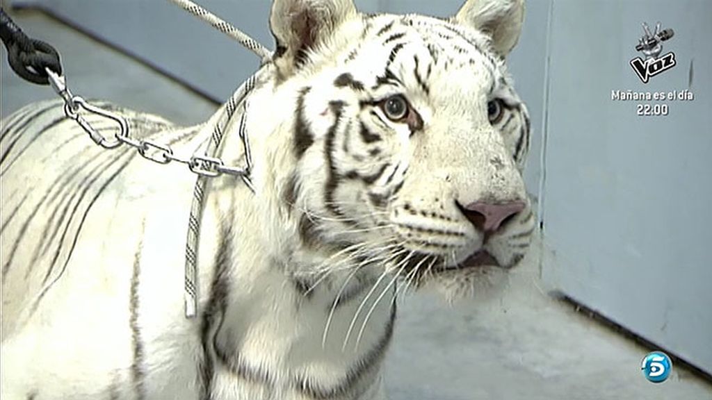 Un tigre atemoriza a muchos en Sálvame