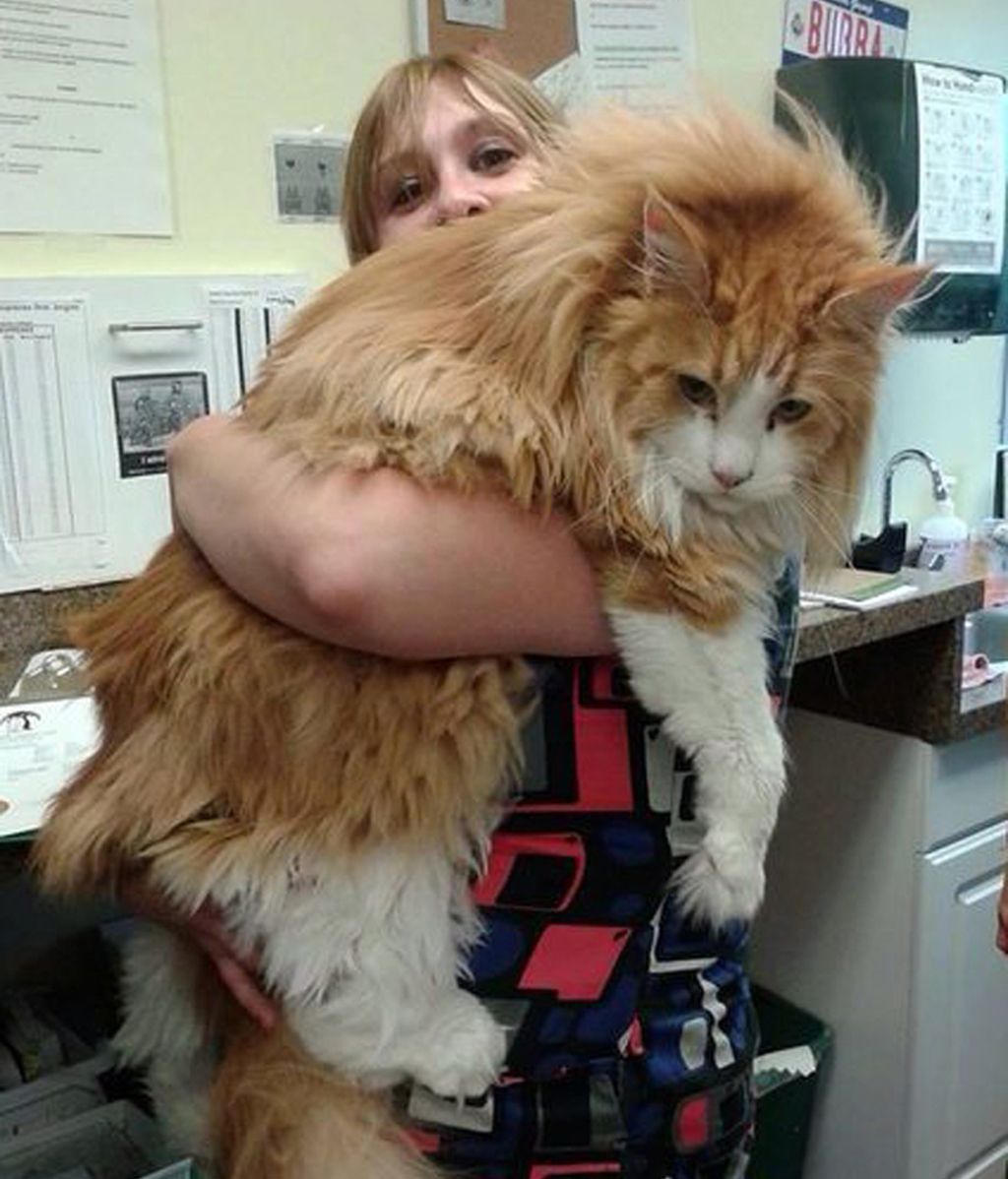 Gatos gigantes no aptos para todos los hogares