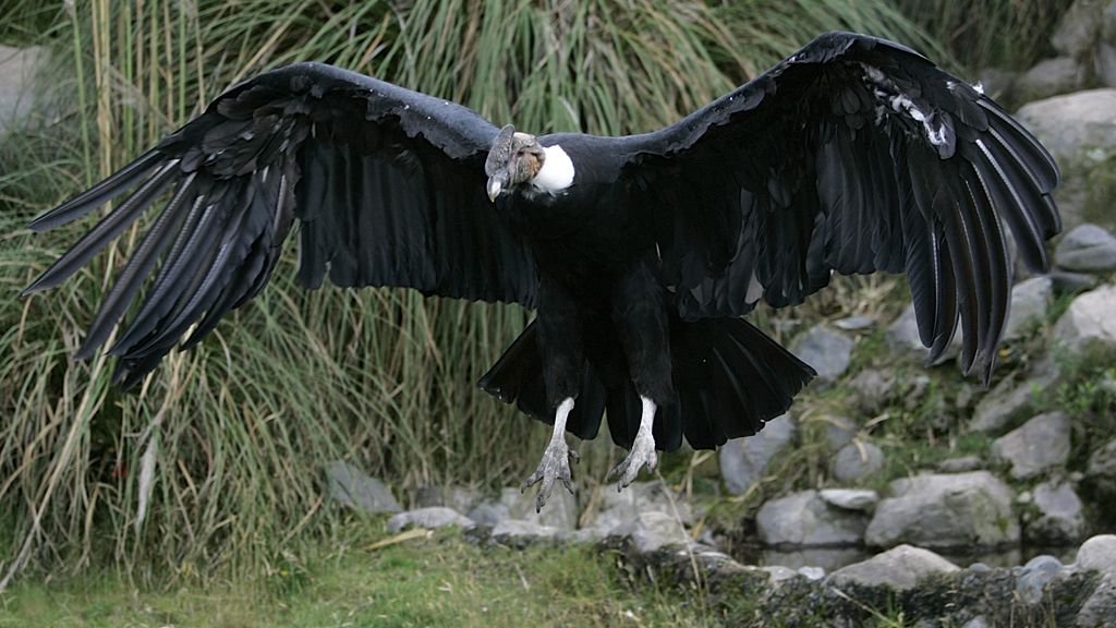 Condor