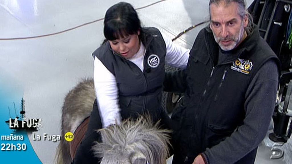 Chiqui entra en plató a lomos de un poni y Jorge Javier le imita