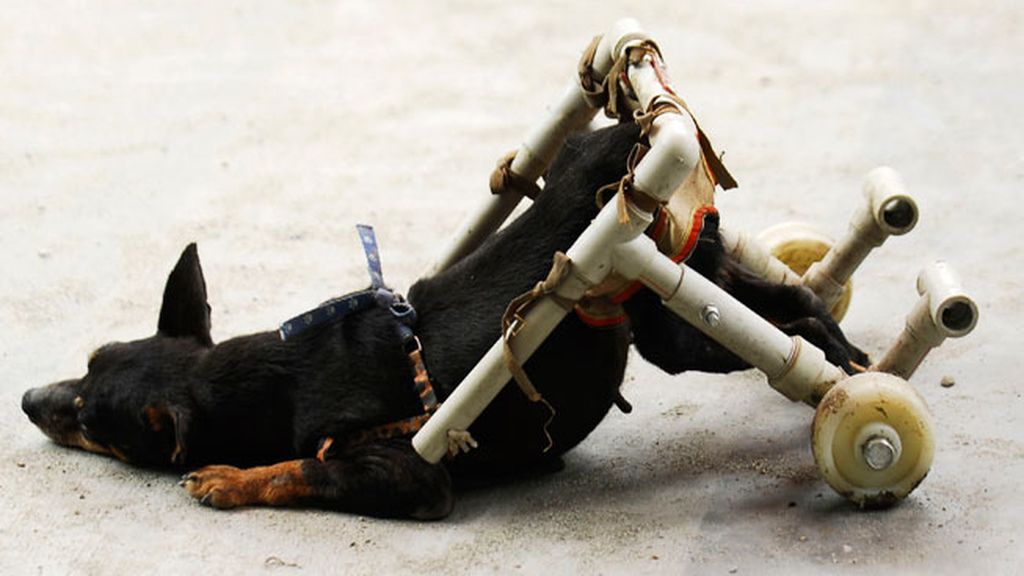 Animales salvados por la ciencia