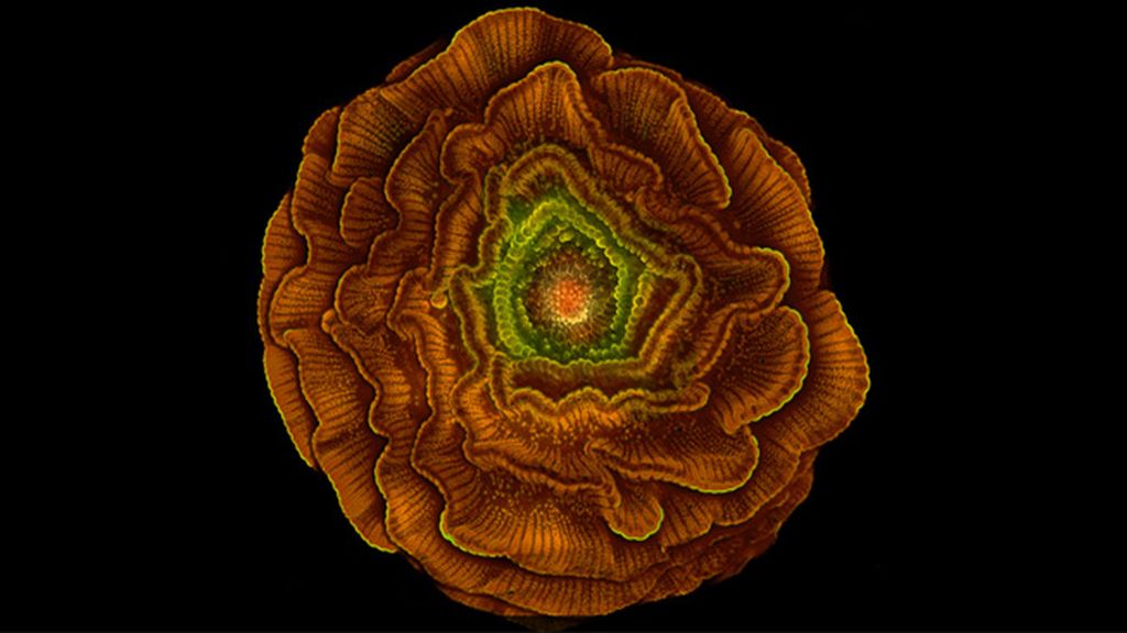 Las imágenes de microscopio ganadoras